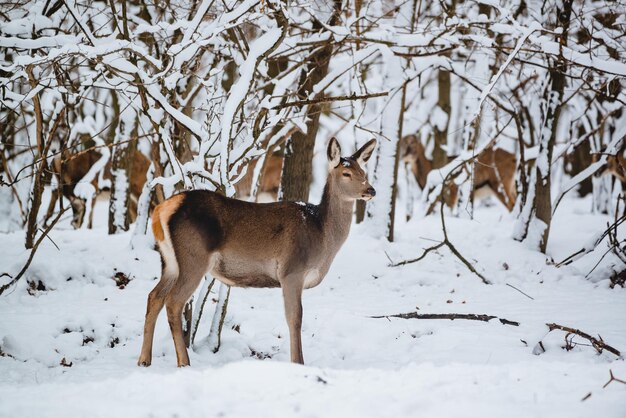 写真 雪に覆われた畑に立っている鹿