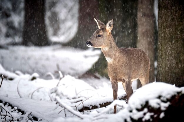 写真 雪で覆われた土地に立っている鹿