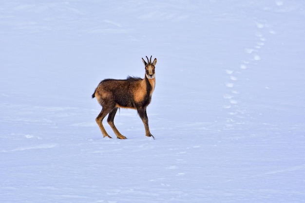 写真 雪に覆われた土地に立っている鹿