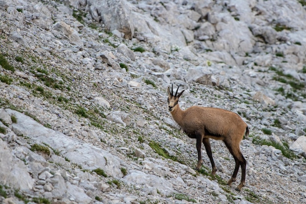 Photo deer standing on rock