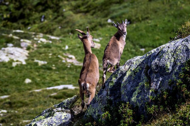 Foto il cervo in piedi sulla roccia