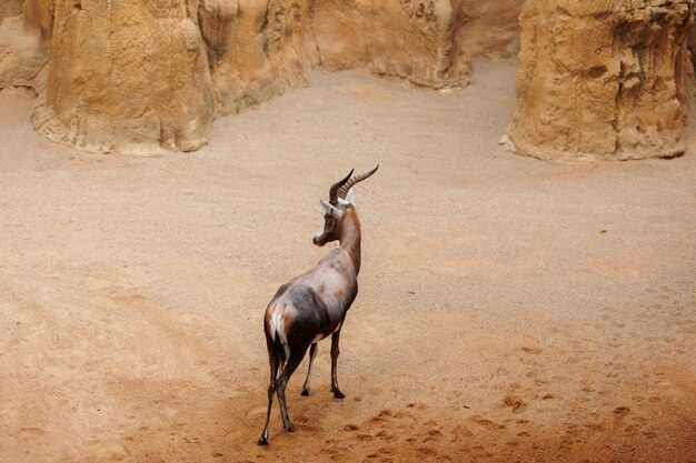 Photo deer standing on rock