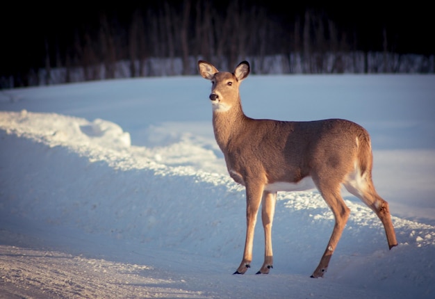 Deer standing on snow covered field