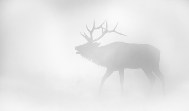 Photo deer standing on snow covered land