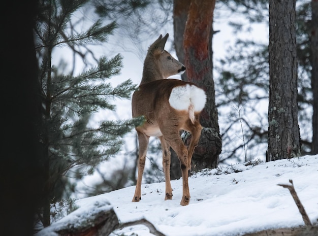 deer standing in snow in winter