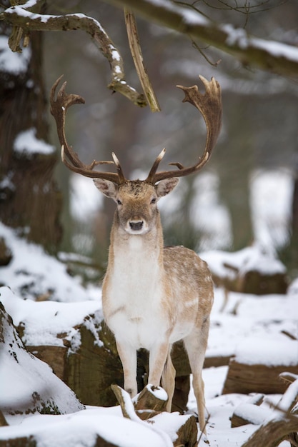 Photo deer standing on snow