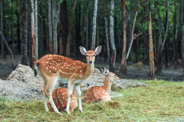 Photo deer standing next to two sleeping