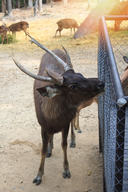 動物園で鹿が立っています。