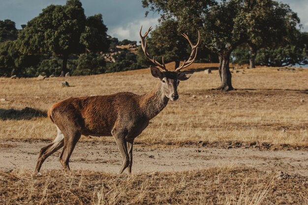 Photo a deer stands in a field with a tree in the background