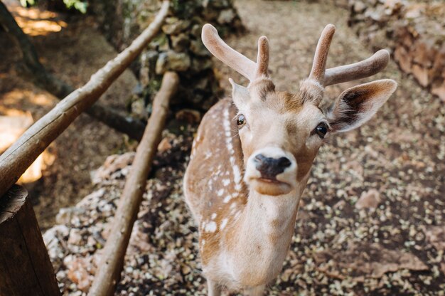 Deer in the Stone open nature reserve, zoo, Reserve on the island of Zakynthos