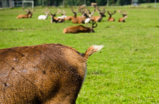 Deer tail outside on the background of the herd on nature summer time