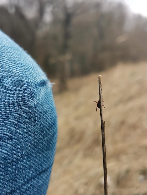 Un cervo ticchetta cercando di salire sulla gamba dei pantaloni blue jeans di un uomo