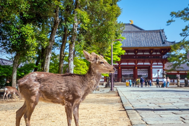 Deer at Todaiji temple in Nara,  Japan