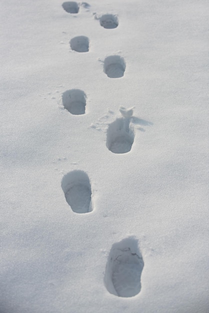 Deer tracks in the fresh snow traces of people on white snow snowdrift winter background footstep on...