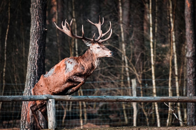 Foto deer van een boom