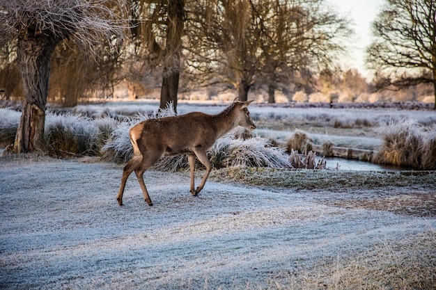 写真 雪で覆われた畑を歩く鹿
