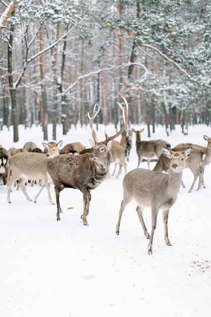 Foto cervo nella foresta invernale