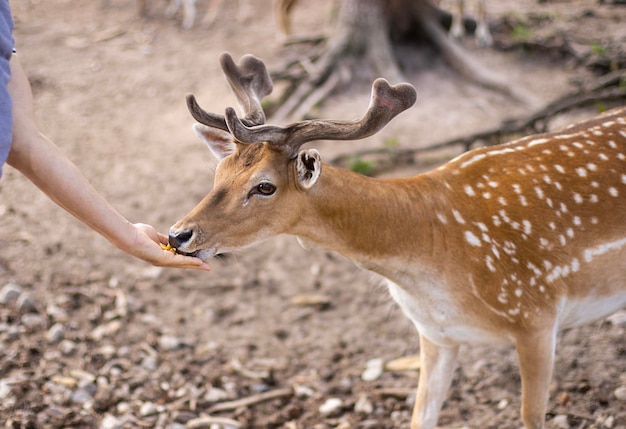 Photo deer with antlers eats food from the hands of a man closeup arm animals mammals zoo park forest