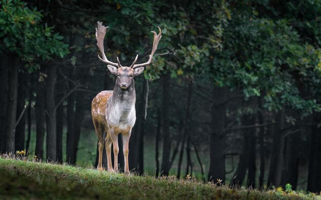 a deer with antlers stands in a forest with trees in the background