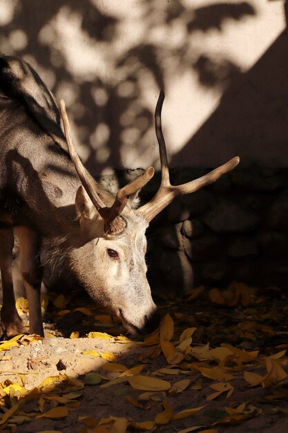 Deer with antlers in the zoo enclosure in autumn