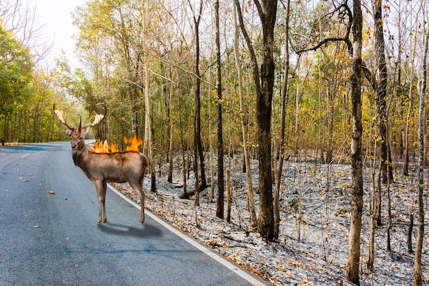 Deer with fire burn on it back stand in burnt debris forest