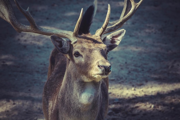 Deer with horns