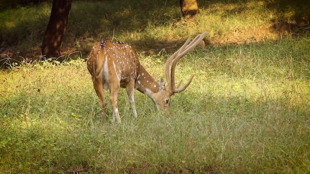 A deer with long horns grazes in a field