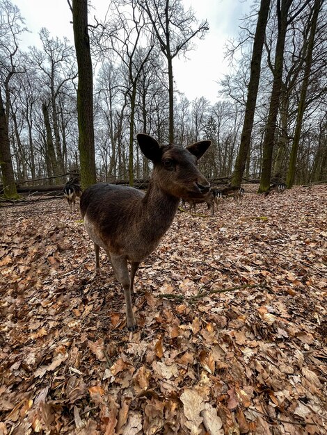 A deer in the woods standing on the winter leaves