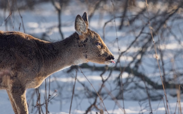 deer in the woods with its tongue out