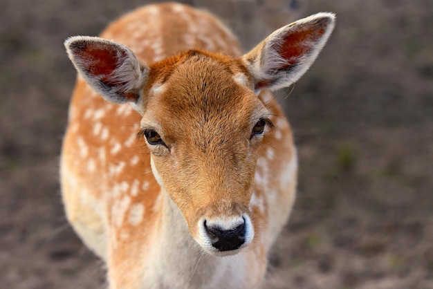 deer in the woods