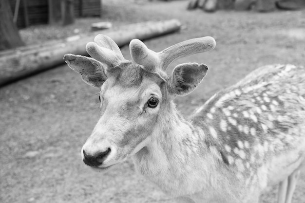 Deer in zoo Young deer relaxing in zoo Tender soft horns of little animal Gorgeous deer close up Deer in natural environment nature background Animal rights