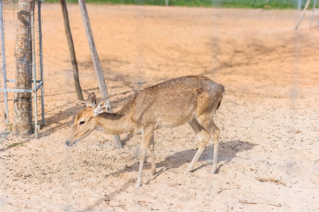 動物園の鹿