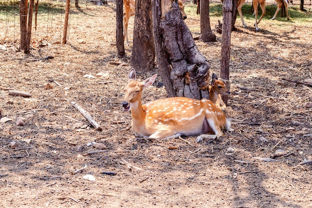 動物園の鹿