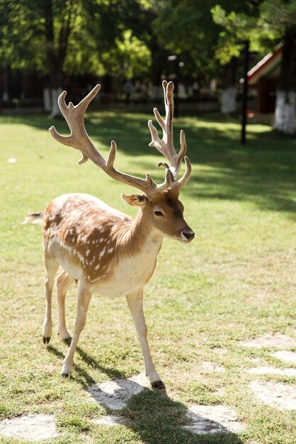 Foto zoo dei cervi