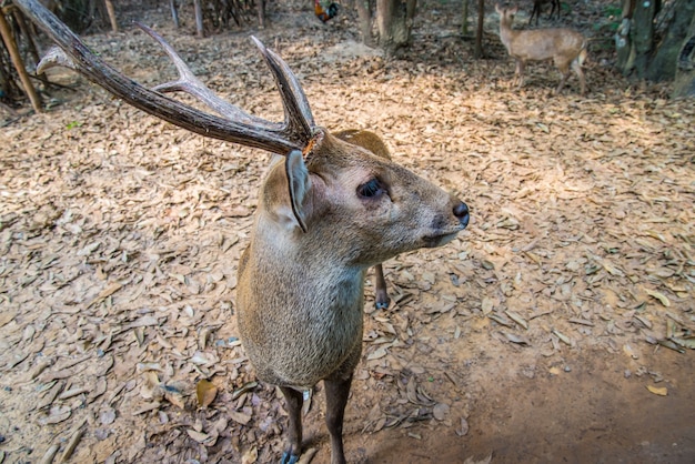 Deer in the zoo.