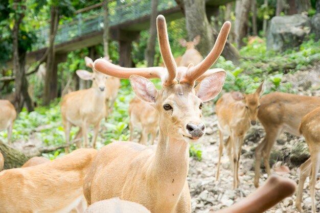 Photo deer in the zoo