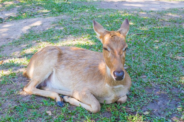 動物園の鹿