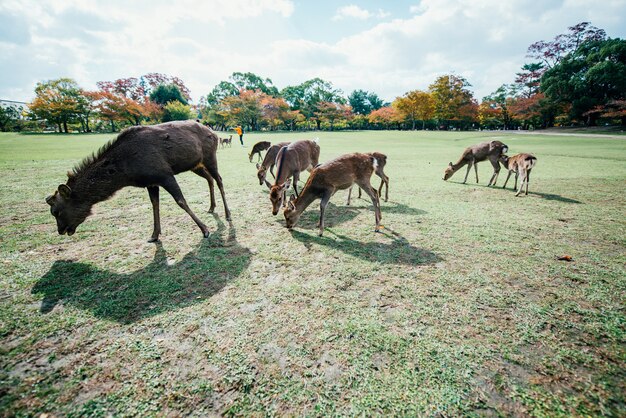 Deers and animals in Nara park, kyoto, Japan