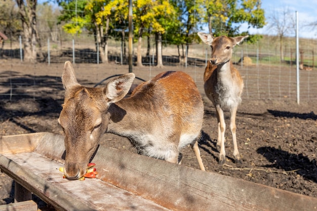 Deers in the Deer Farm against the backdrop of autumn forest blue sky wild animals landscape view