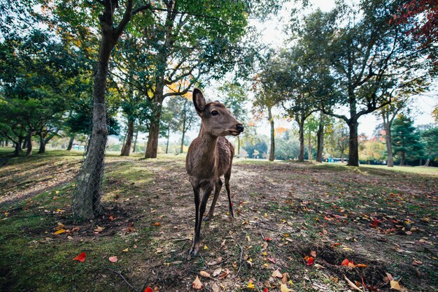 Deers en dieren in Nara-park, Kyoto, Japan