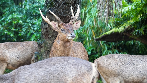 Deers on the field in selective focus