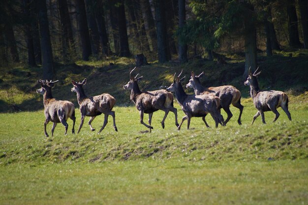 Foto cervi in un campo