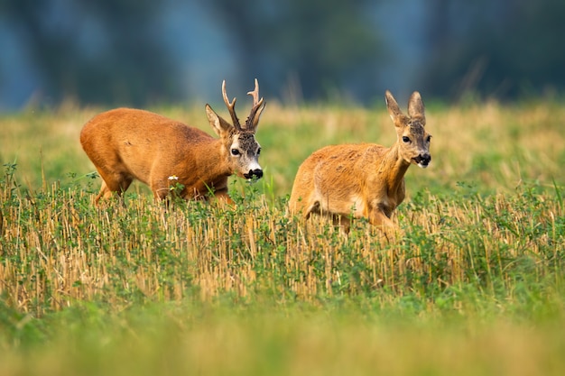 Deers running on a field