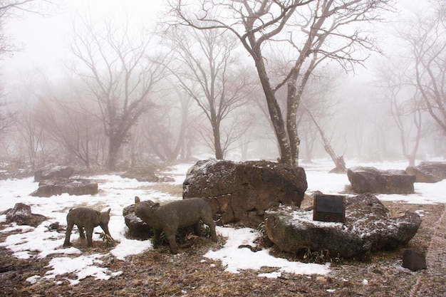 Deers statue and snow falling in forest on Hanla Mountain volcano or Mount Halla in Hallasan National Park for korean people travelers travel visit at Jeju on February 17 2023 in Jejudo South Korea