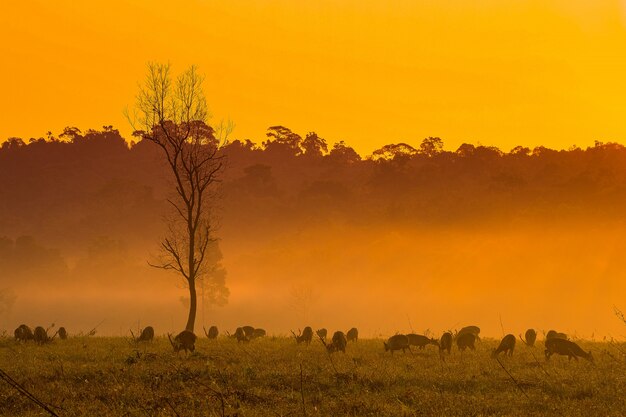 Deers at sunset