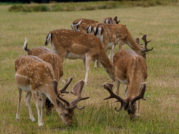 Deers in westphalia