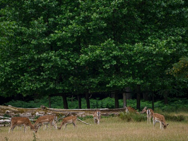 Deers in westphalia