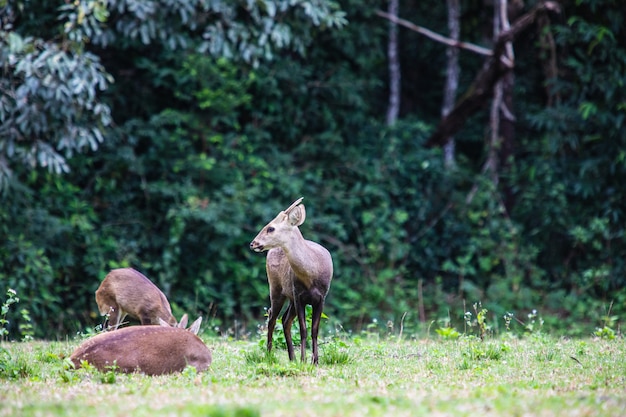 Photo the deers in the wildlife sanctuary of thailand.