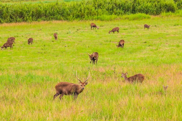 Photo the deers in the wildlife sanctuary of thailand.