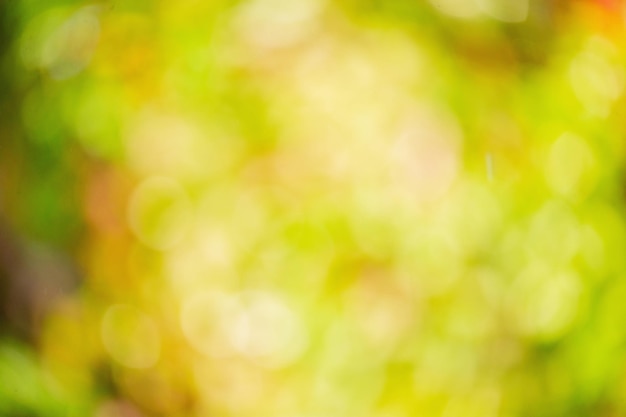 Defocus light background natural blurred leaves on trees Defocus green yellow red and orange autumn